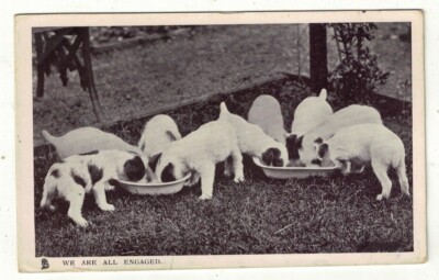 Tucks Postkarte ''Puppydom'' Serie Wir sind alle engagiert Welpen Hunde