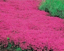20000+ Red Creeping Thyme Seeds Ground Cover Perennial Non-GMO Heirloom