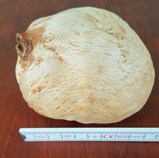 1 ST&Uuml;CK Baumperle, Hexenei, Druidenei von Buche - NATURPRODUKT