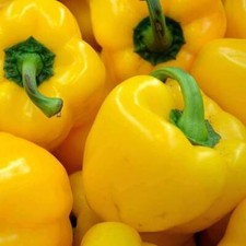 Sunbright Yellow Bell Pepper Seeds 25 Vegetable NON-GMO HEIRLOOM FREE SHIPPING