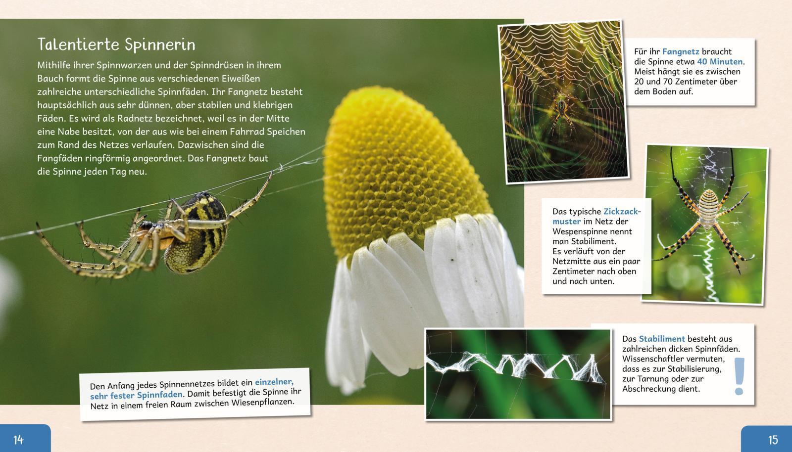 Thumbnail - Meine Große Tierbibliothek: Die Spinne Jens Poschadel