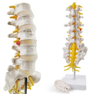 HADWYN 2026 New Life Size Lumbar Spine Model -Human Lumbar Vertebrae Anatomy ...
