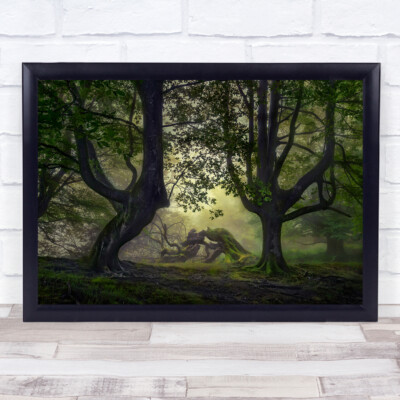 Waldnebel Buchen Baskenland Spanien grüne Baumlandschaft Wandbild Kunstdruck