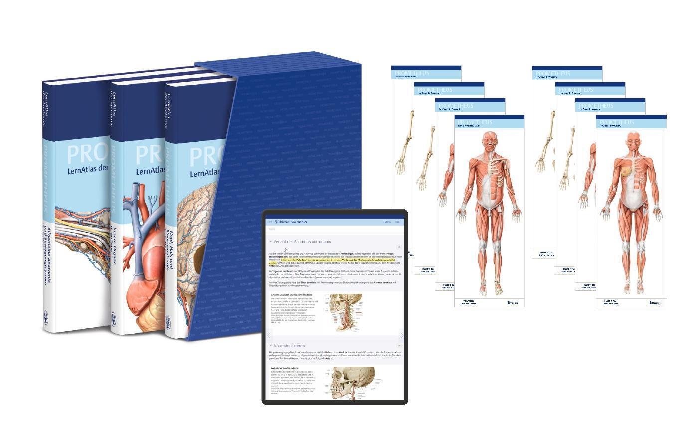 Thumbnail - Prometheus Lernpaket Anatomie