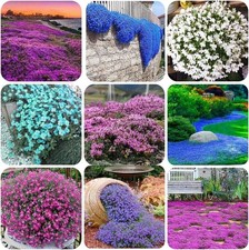 1000 Heirloom Creeping Thyme Seeds - Colorful Ground Cover for Pollinators