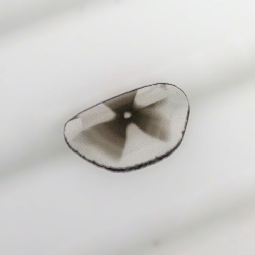 0.16cts Rare Natural Trapiche Polki Slice cut Earth Mined Loose Diamonds - Picture 2 of 3