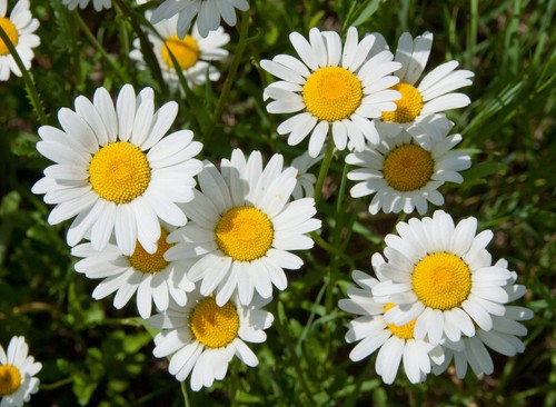 2000 OX EYE DAISY Marguerite Chrysanthemum Leucanthemum Flower Seeds *Comb S/H - Picture 7 of 9