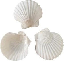 20 pcs 2-3 inch Natural Scallop Shells White Sea Shells from Sea Beach for DIY C