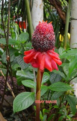 FOTO BOTANISCHER GARTEN CAMBRIDGE UNIVERSITY ROTE BOKEH-PFLANZEN