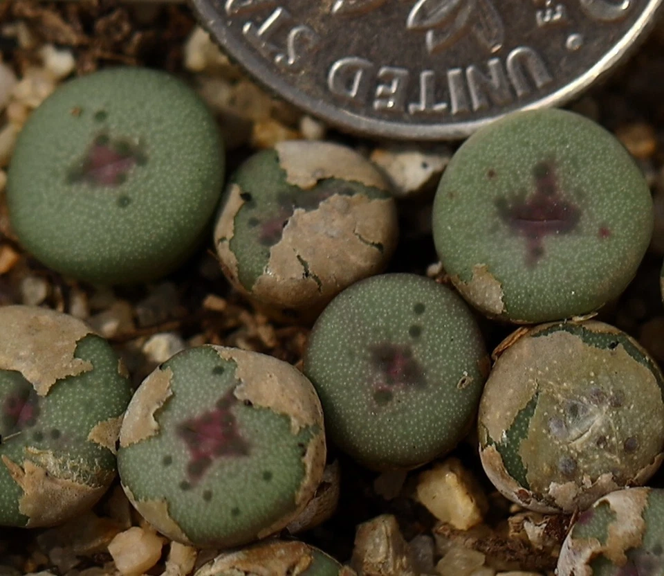 Plant-one- Conophytum chrisocruxum B&H 2275 - Image 3 of 3