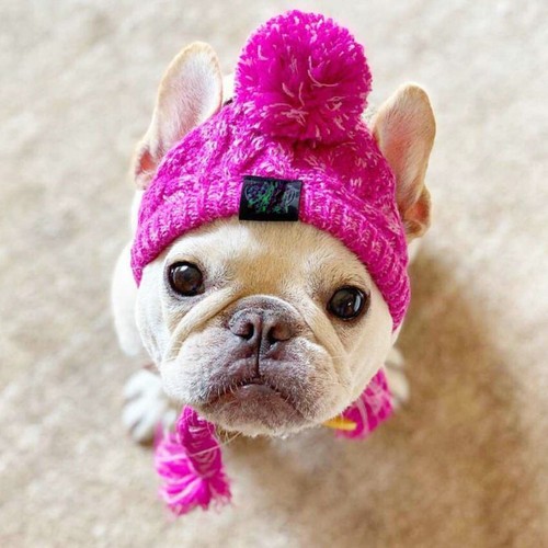 Pet Dog Hats Chihuahua Outdoor with Ear Holes Accessories Soft Winter Windproof - Picture 10 of 12