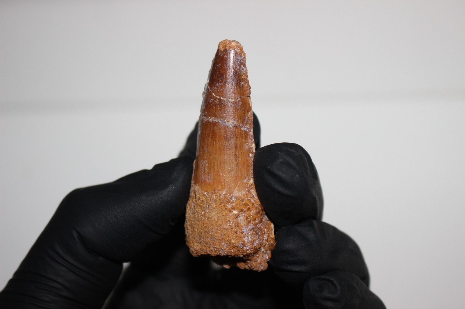 Dente di Spinosaurus sp. – 5,6 cm - Kem Kem Beds, Marocco