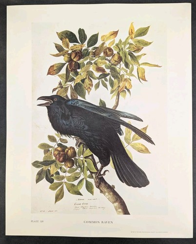 Common Raven Plate 120 Ltd Ed 750 John James Audubon Folio 1966 Bird Print