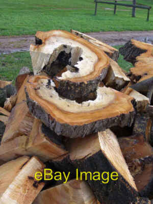 Foto 6x4 Baum architektonische Struktur Woodhill\/ST4677 Portishead Lake G c2007