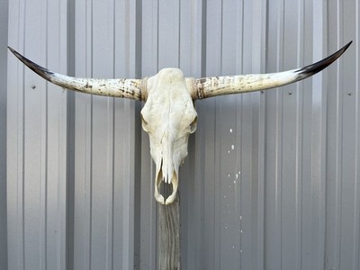 Longhorn STEER SKULL 3 Feet 8 Inch WIDE Polished Horns BULL HORN COW HEAD