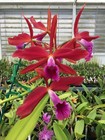 DO  - Cattleya Zip (tenebrosa x milleri), Orchid, rare & spectacular! — photo 3