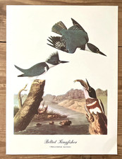 9x12 Vintage J J Audubon BELTED KINGFISHER Fishing Songbird Fine Art Print