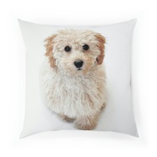 Puppy Cushion