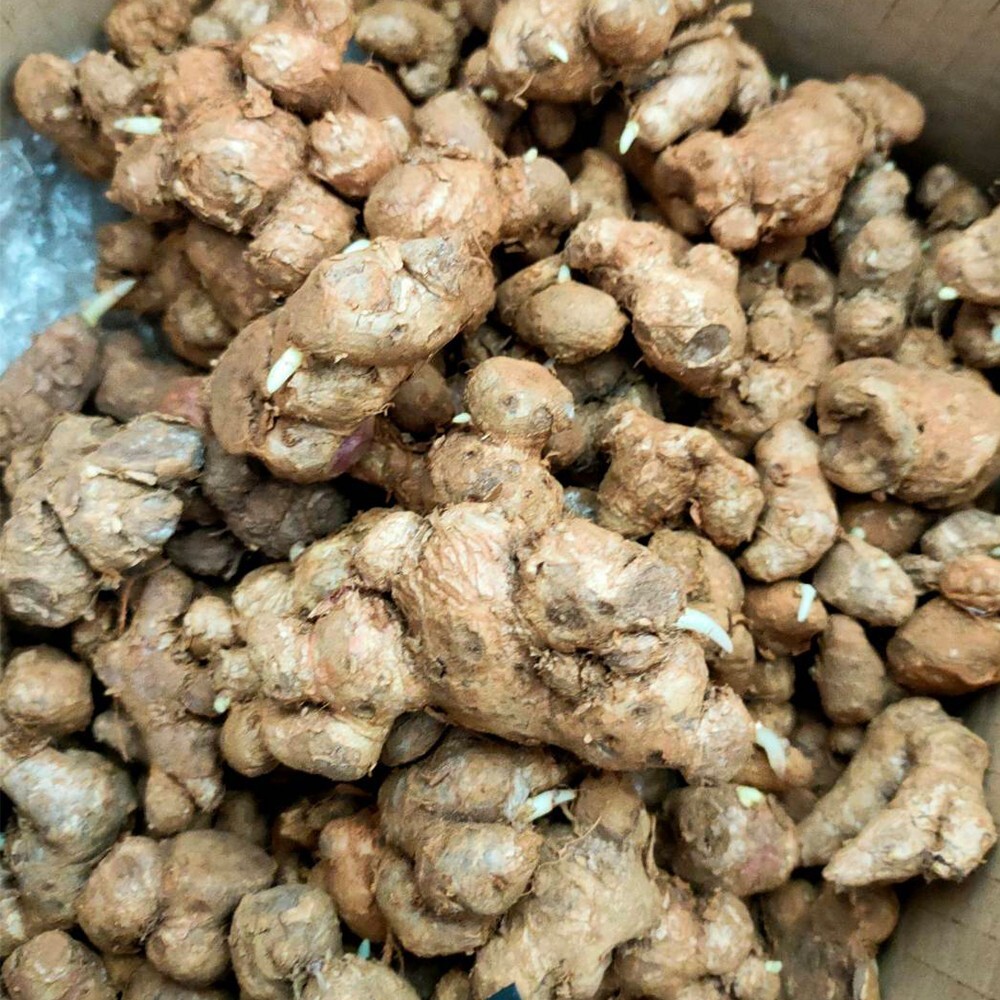 BLACK GINGER PLANT,KAEMPFERIA PARVIFLORA Thai Herb Krachai Dam10 Bulbs