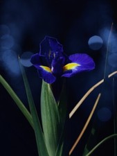 Dutch Iris Summer Flowering Bulbs Iris x hollandica Bee Friendly Cut Flowers