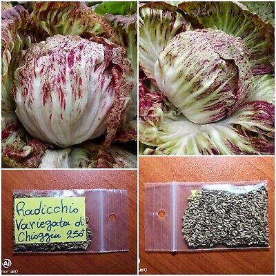 Top Quality Seeds Chicory ''Brussels Witloof'' ~250 Chicory Belgian Endive