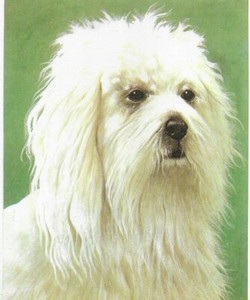 Maltese - CUSTOM MATTED - 1976 Vintage Dog Art Print - Cozzaglio