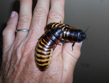 4 Large pairs,Tiger Hissing roach,dubia alturnative reptile feeder insect school