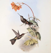 Gould CALIGENE Hummingbirds Vintage Bird Art Print Bookplate 255