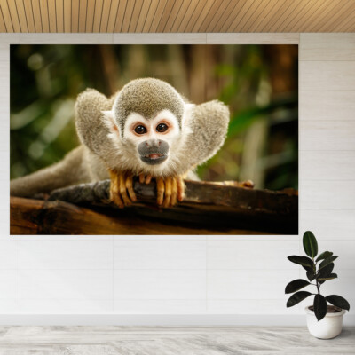 Eichhörnchen Affe Ecuadorianischer Dschungel 3D Ansicht Wandsticker Poster Aufkleber A826