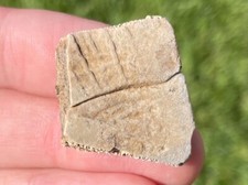 Texas Fossil Turtle Shell Scute Rare Pleistocene Age Reptile Bone