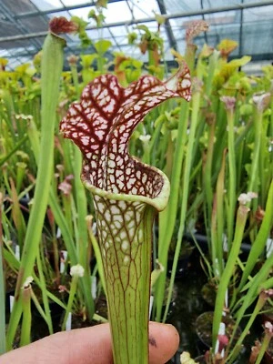 Sarracenia "Night Sky" H96MK × S. leucoph "Pink Touch",fleischfressende Pflanzen - Bild 1 von 2