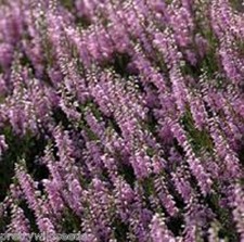 Scottish  heather seeds Calluna vulgaris  3600 to 1,800,000,