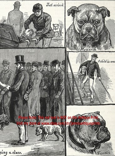 Dog English Bulldog Bull Dog Show, Judging, Champions Named, 1880s Antique Print - Imagen 5 de 6