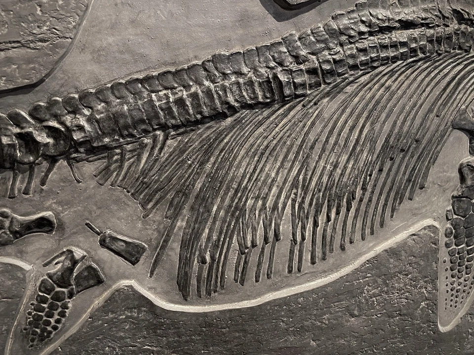 Ichthyosaurus - Fossil Replica - Bild 4 von 4