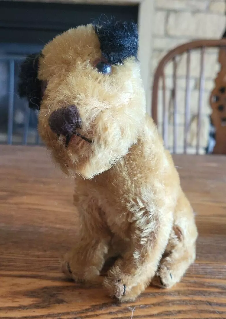 Teddy bear terrier cheap