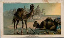 Arbuckle Bros Coffee Camel Camelus Dromedarius Desert Scene Riders GQV1