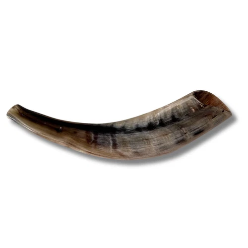 Kosher Polished Ram's Horn Shofar from Israel Jerusal 12 ″ - 14″ / 30 cm - 35 cm