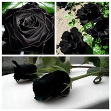 20 SEEDS for Black RARE style dark Rose flower bud bush exotic plant USA Seller
