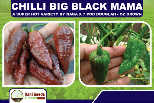 Chilli Big Black Mama - A Super Hot Variety by Naga X 7 Pod Douglah - OZ Grown - Picture 4 of 9