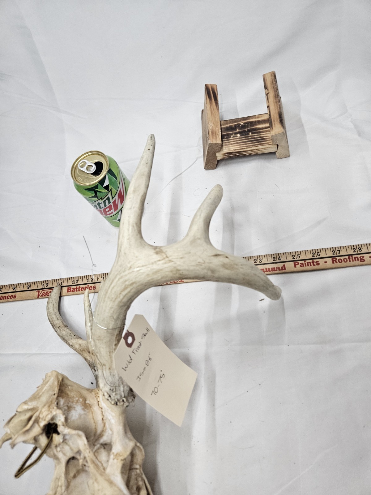 Wild Freak 6 Point Whitetail Deer Antler Rack Horn Skull European Mount Man Cave