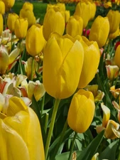 Garden Elements Spring Blooming Bulbs – Darwin Tulip, Big Smile, Yellow – 150 Pk