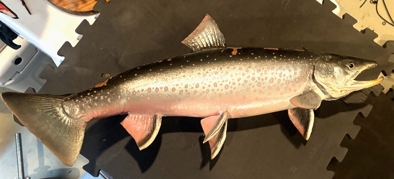 Beautiful 25.25 inch Trout taxidermy on hanging wood base
