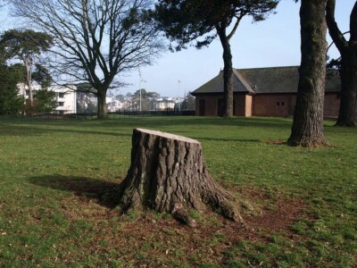 Foto 6x4 Baumstumpf, Torre Abbey Meadows Torquay Das hätte ein sein können um 2009