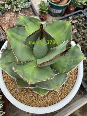 Rarecactus Succulent Plant Agave Titanota Juggernaut Home Garden