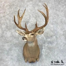 #23803 P | Sonora Desert Mule Deer Taxidermy Shoulder Mount For Sale