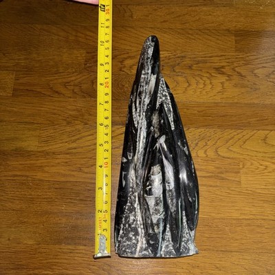 10 Zoll hoher stehender Goniatit Orthocone Fossil Turm Naturstein Dekoration 