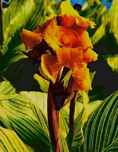 1 Bengal Tiger “Pretoria” Canna Lily Rhizome Bulb Orange Blooms - Picture 5 of 6
