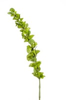 Artplants Kunstblume Irlandglocke Soto, GrüN, 105Cm