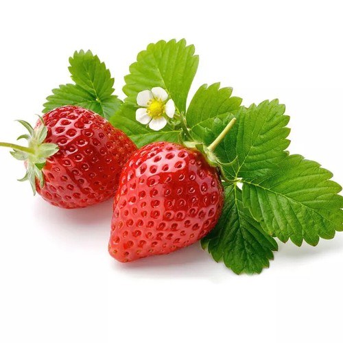 Crema Fresa Blanca Hogar Maceta Plantas Frutal Flor Cuatro Estaciones - Imagen 11 de 28