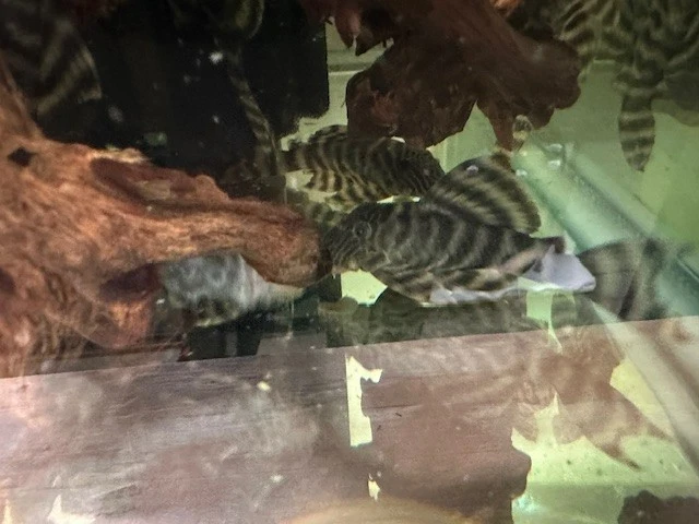 L-398 TANKEI TIGER PLECO LIVE ADULT WC 3-4 INCH - Image 3 of 4